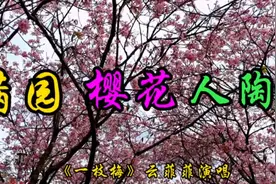 3月的广州到处是一片繁花景象。不愧是花城。满园的樱花让人陶醉视频封面