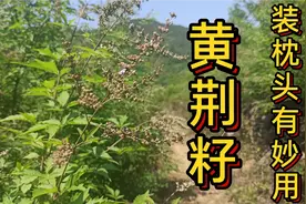 “黄荆籽”晒干后装枕头，深受中老年朋友的喜爱，它有啥用途呢？视频封面