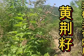 “黄荆籽”晒干后装枕头，深受中老年朋友的喜爱，它有啥用途呢？