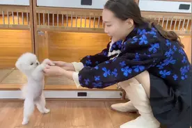 小博美第一次出来，刚放地上竟然会作揖扒着求抱抱，真是成精了视频封面