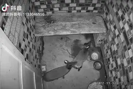 凤县麝香繁育基地视频封面