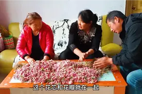 苹果花粉制作有那么难吗？麦香手把手教你如何制作，其实很简单视频封面