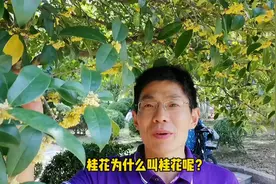 为什么叫桂花？怎么吃桂花？肉桂是桂花树？视频封面