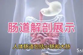 人体肠道解剖动画展示，值得收藏！视频封面