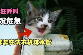 猫咪被人塞进洗衣机排水管里，志愿者紧急营救，结局暖心视频封面