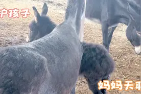 保护孩子是妈妈的天职，一旦失去孩子，驴妈妈就会抗争和疯狂报复视频封面