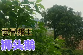 怀化乡野农村，惊现世界上最大的鹅，铁锅炖大鹅一定美滋滋！视频封面