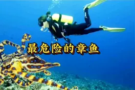 遇到蓝环章鱼该如何自救视频封面