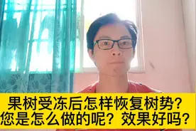 果树受冻后怎样恢复树势？您是怎么做的呢？效果好吗？视频封面