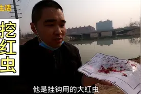 去石家庄河边挖红虫喂鱼，都是渔具店卖200一斤的大红虫，赚大了