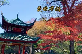 爱晚亭游 名字来源于杜牧七言绝句《山行》中“停车坐爱枫林晚“视频封面
