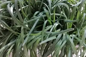 泡沫箱种韭菜，开春这样管理它不烂根不黄叶长的旺。视频封面