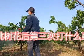 桃树花后笫三遍药打什么药视频封面