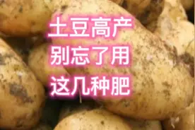 种植土豆，记得用好这几种肥料，最后一种产量大增口感还好视频封面