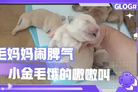 金毛妈妈“闹脾气”不喂奶，一堆小奶狗饿得嗷嗷叫，好可怜?视频封面