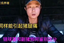 猪腿疼，分不清是链球菌还是副猪，这个视频教会你该怎么鉴别视频封面