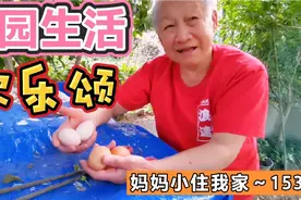 五只母鸡一天能下六只蛋吗？81岁上海老人说，为啥不能视频封面