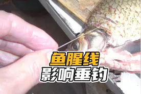 科学解析“鱼腥线”，对垂钓影响深远，冬钓阳、夏钓凉都和它有关视频封面