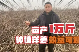 山东小伙复耕地、盐碱地上种洋姜，生态经济双丰收视频封面