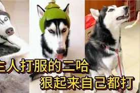 靠武力值把主人打服了的二哈，能动手绝不吵吵，狠起来连自己都打视频封面