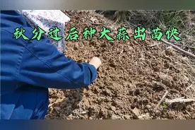 过了秋分种大蒜出苗快，还是放冰箱冷藏一天出苗快，分别试了一下视频封面