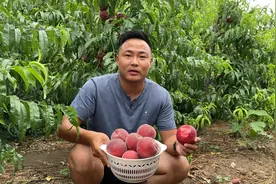 “黑紫色果肉”的黑桃成熟啦，拥有浓香桃味的它，占领未来桃市场视频封面