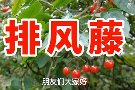 农村一种野生植物名叫排风藤，又称排白毛藤，用处多价值高请珍惜