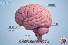 脑科普-人脑3D秀，快来看看神秘的大脑内部世界吧！视频封面