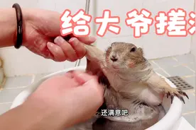 给我家大爷搓澡了。请问土拨鼠大爷还满意吗视频封面
