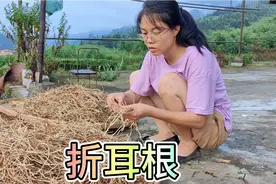 公公挖十多斤折耳根来晒干，三嫂拿一把来做凉拌，热天必备下饭菜视频封面