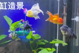 养鱼 泰狮 混养 鱼缸造景 第6天视频封面