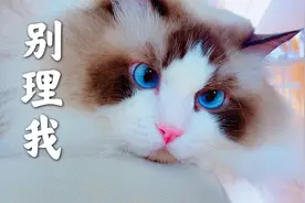 布偶猫生气啦，气到不理铲屎官啦！视频封面