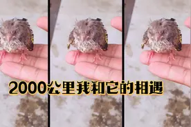 成都去无锡2000公里，采集百度地图任务半个月，我和它的相遇视频封面
