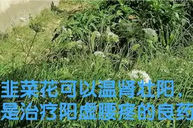 韭菜花可以温肾壮阳，是治疗阳虚腰疼的良药视频封面