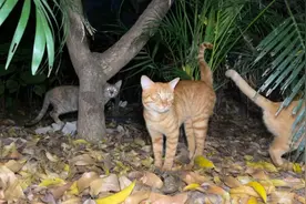 流浪猫想吃饭但又怕坏人，只好叼一口就跑边吃边逃，生活太难了视频封面