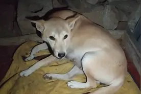 母狗生孩子前有多疼痛，听听这叫声就能感受到了，善待每一位母亲视频封面