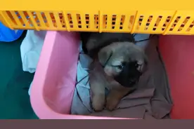 昨天在外面工地发现了一窝流浪小奶狗，捡了一只回来养视频封面