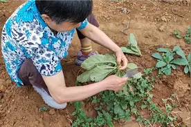 野生值物地黄药食同源滋阴补肾蒸包子捏饺子视频封面
