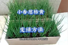 盆栽小香葱枯黄不长怎么办？用一个方法让香葱长壮绿，很实用视频封面