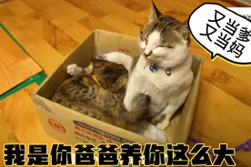 公猫为了安抚小奶猫，居然舍身喂奶，暖心的猫，谈恋爱也很温馨！视频封面