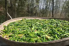 家里青菜苔太多吃不完怎么办？农村媳妇教你做干菜，放一年也不坏视频封面