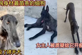 全网身材最苗条的细狗！像极了哮天犬！女主人被质疑给它开瘦脸！视频封面