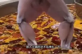 为什么去了皮的牛蛙还能动？视频封面
