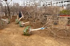 因采摘园搬迁！捡漏了60棵号称：国内“最好吃”的石榴品种，羡慕视频封面