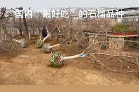 因采摘园搬迁！捡漏了60棵号称：国内“最好吃”的石榴品种，羡慕视频封面