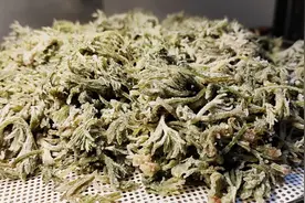 春天多吃白蒿，教你老传统的两种做法，口感绵软清香，营养全保留视频封面