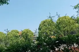 江苏强大的本地企业中国最大的民营药企，扬子江药业集团行业巨头视频封面