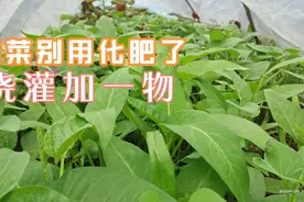 不用化肥不用药，蔬菜浇灌加一物，长势好没病害视频封面