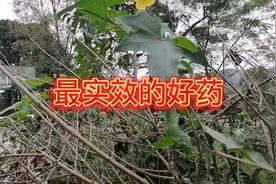 整天吼包气喘，走路喘粗气，老气管炎的，不妨用它，便宜药治大病视频封面