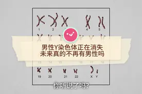 男性的Y染色体正逐渐消失，未来真的不再有男性吗？视频封面